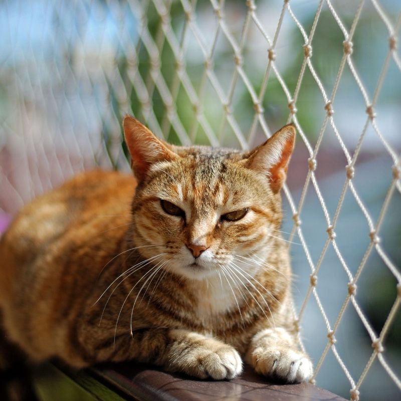 Balkon Güvenlik Kedi Filesi AKEL FİLE - 0541 454 08 02 - GÜVENLİK FİLESİ SİSTEMLERİ İSTANBUL