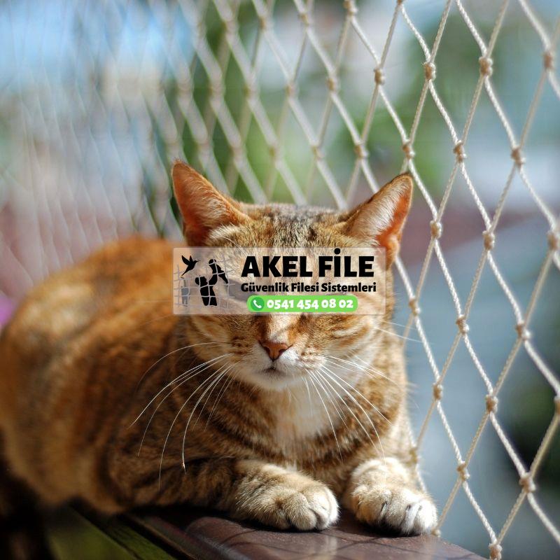 İstanbul Kedi Koruma Filesi 0541 454 08 02 İstanbul Kedi Koruma Filesi 0541 454 08 02