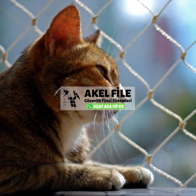 İstanbul Kedi Koruma Filesi 0541 454 08 02 İstanbul Kedi Koruma Filesi 0541 454 08 02